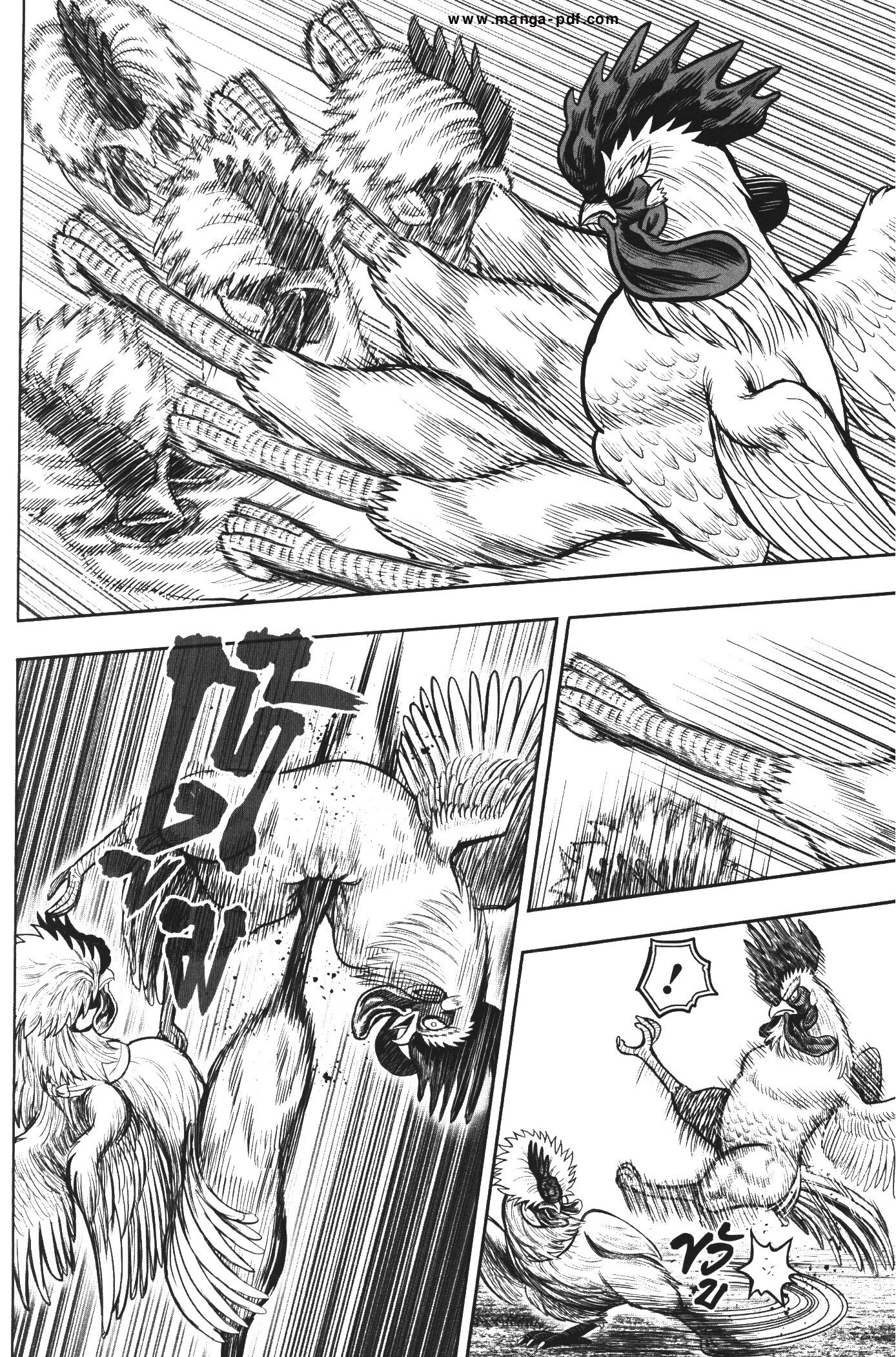 Rooster Fighter 19 (32)