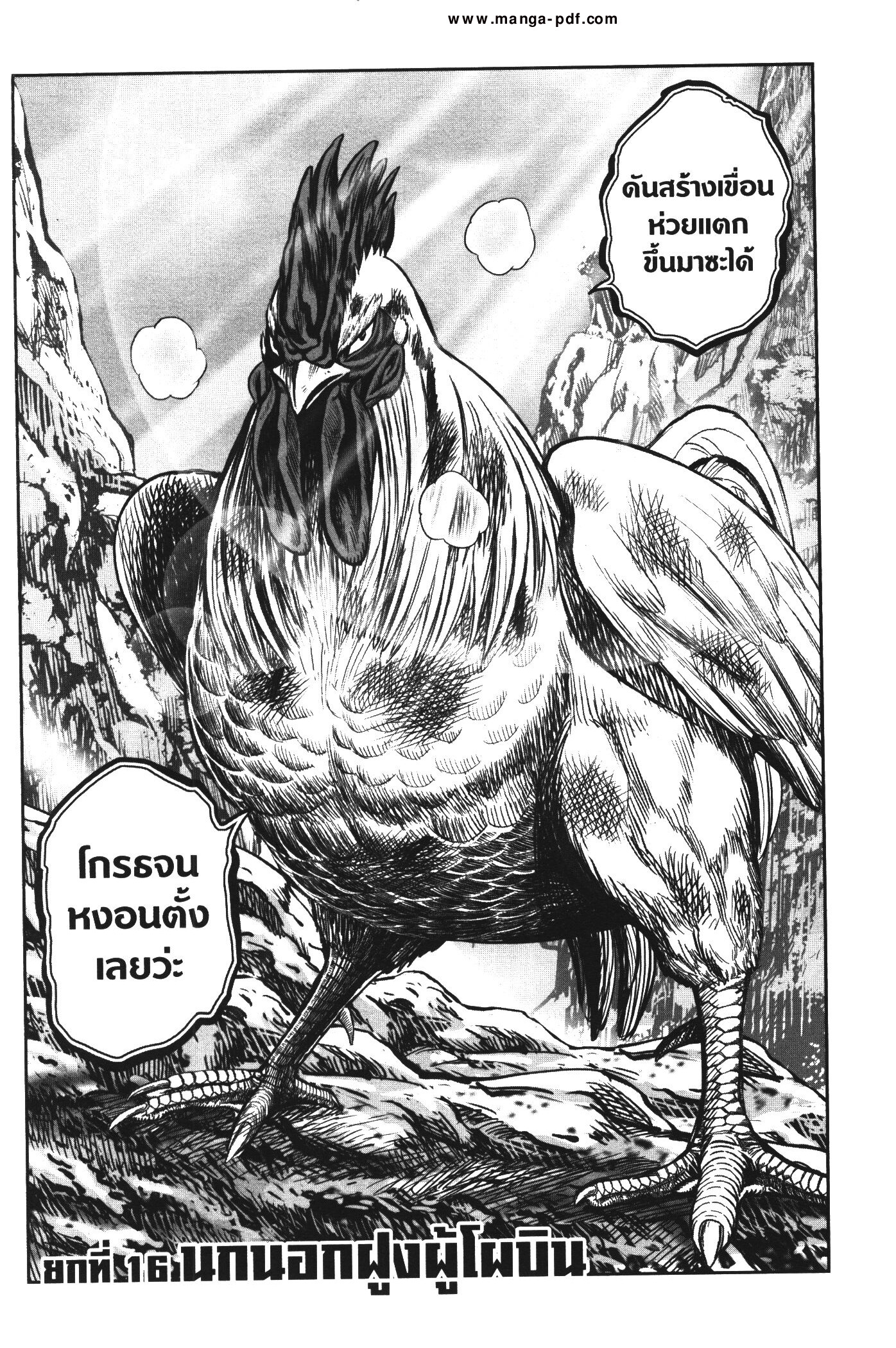 Rooster Fighter 16 (2)