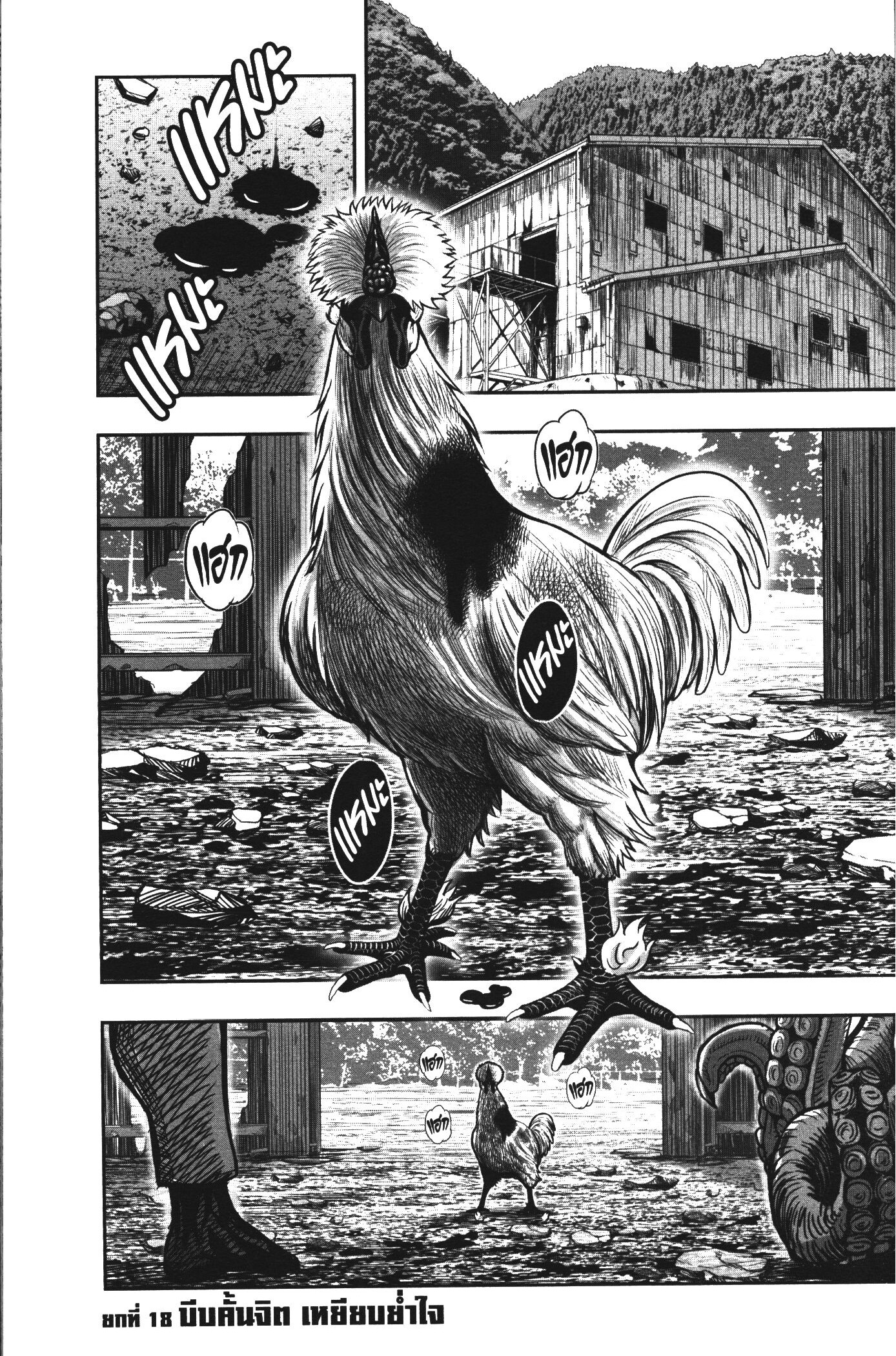 Rooster Fighter 18 (1)