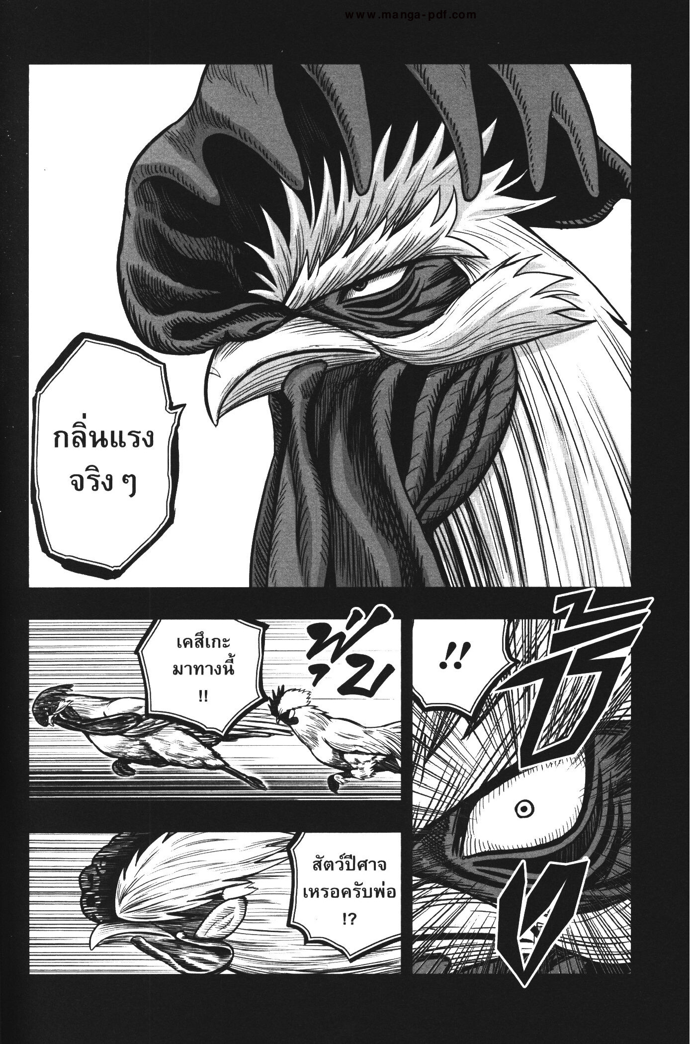 Rooster Fighter 20 (16)